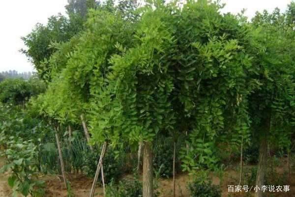 江西绿化苗木品种，丰富多样与独特魅力